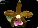 Cattleya granulosa